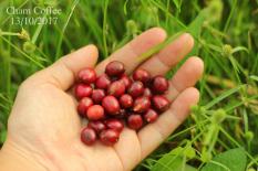 Cà phê nguyên chất rang mộc Chậm Coffee – Yêu Thương 250g