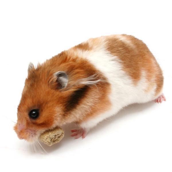 Sâu Gạo - Thức Ăn Cho Hamster, Nhím, Sóc và Thú Nhỏ (200g)