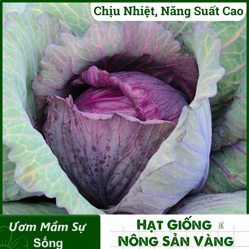 Hạt giống bắp cải tím - một lựa chọn hoàn hảo cho sân vườn của bạn. Hãy cùng xem hình ảnh để nhìn thấy sự rực rỡ của màu sắc và hưởng thụ lòng tốt của nông dân khi chăm sóc cây trồng, cùng những lợi ích cho sức khỏe mà chúng mang lại.