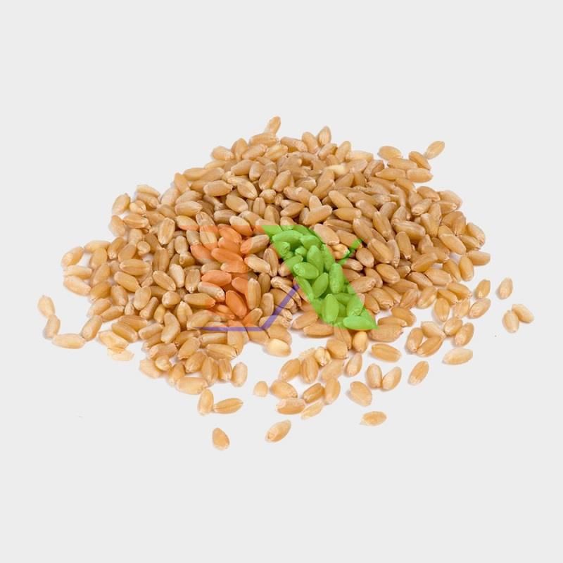 HẠT GIỐNG CỎ LÚA MÌ, LÚA MẠCH - CỎ MÈO, WHEAT GRASS (1kg)