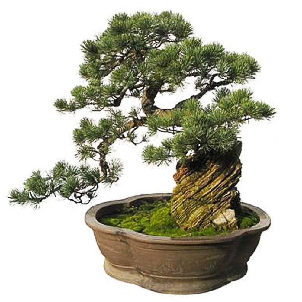 BEST SELLER Sunweb Japanese Five Needled Pine Tree Seeds Bonsai Pinus Parviflora Seeds Everygreen