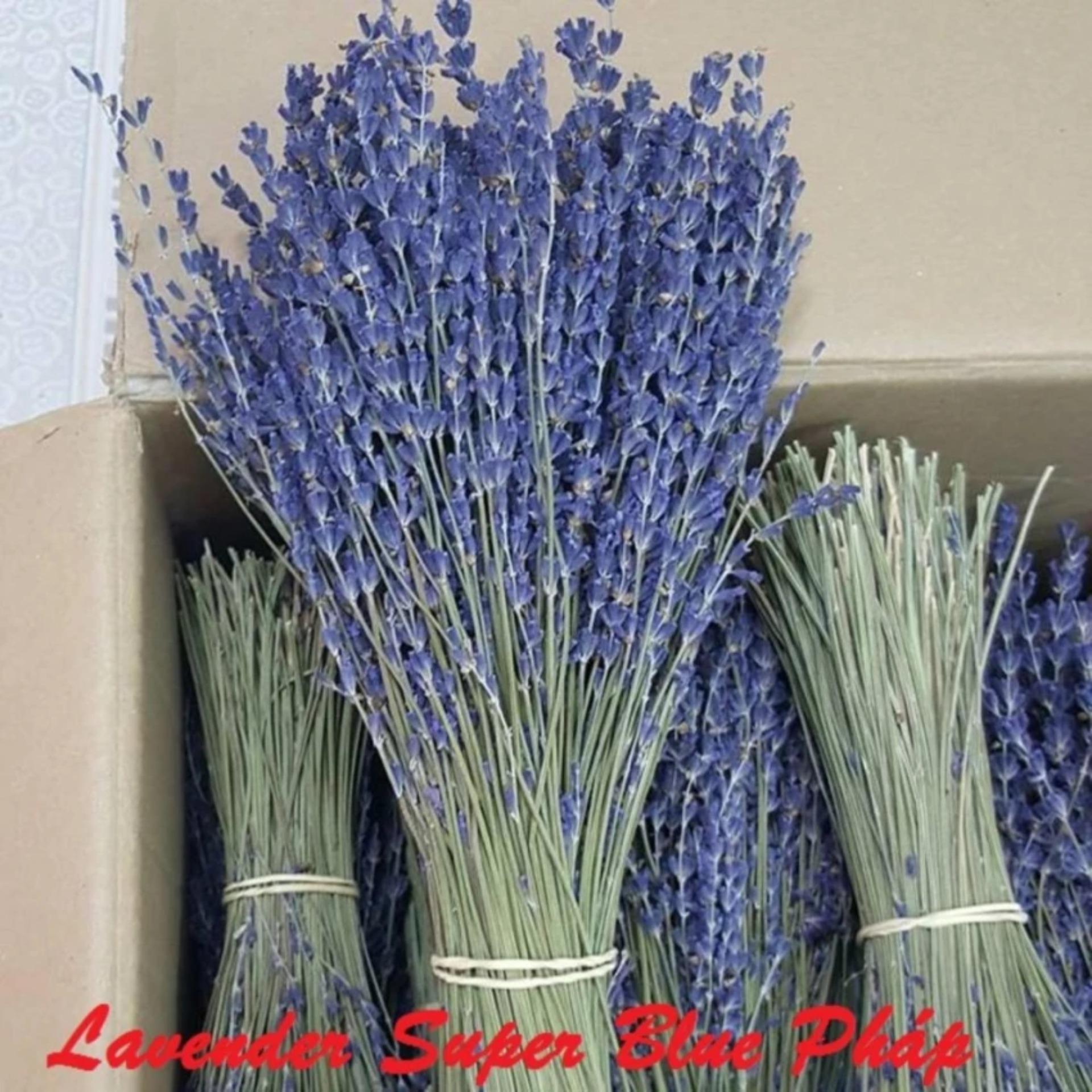 Bó 100 Cành Hoa Oải Hương Lavender Supper Blue