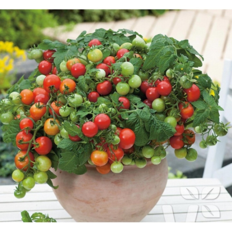 Hạt giống Cà chua bi lùn quả đỏ - Tặng kèm một viên kích thích nảy
mầm