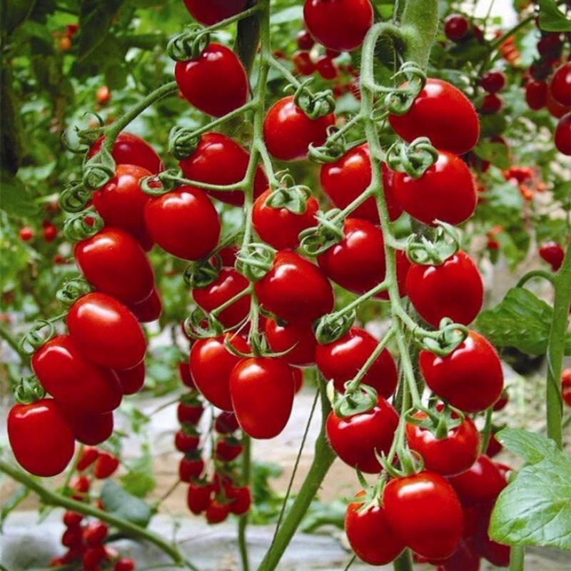 Hạt giống cà chua cherry F1- A6 0.5g