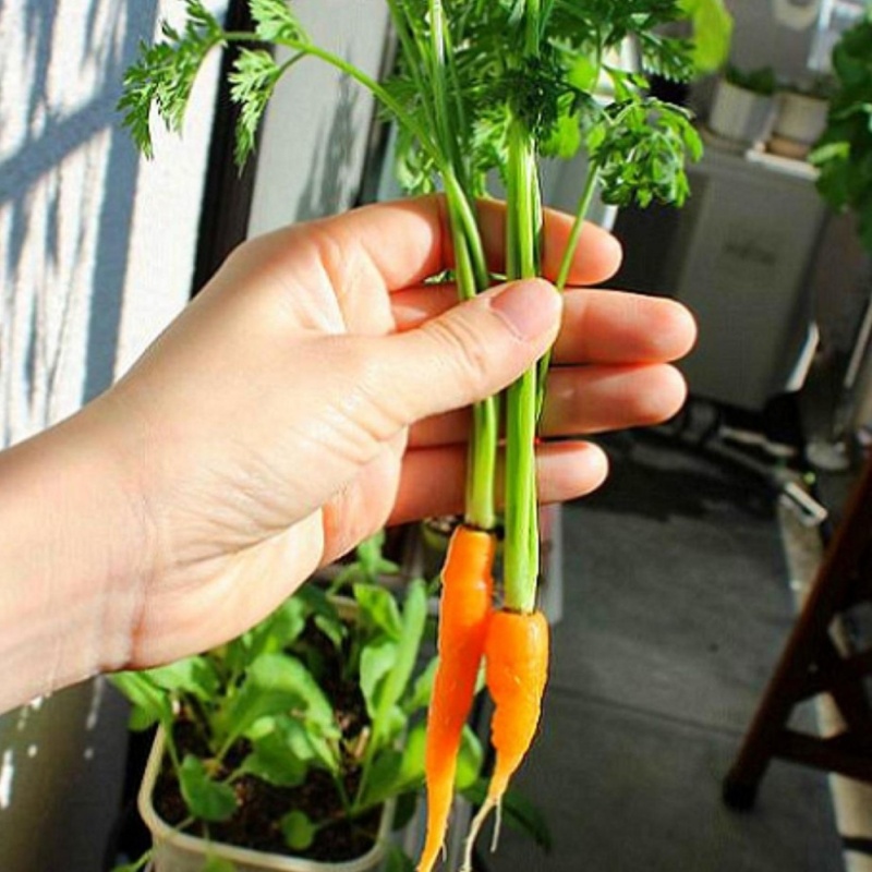 Hạt giống Cà rốt mini - Tặng kèm một viên kích thích nảy mầm