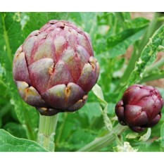 Hạt Giống Atiso Bông Tím Đà Lạt – Violet Artichoke Gói 2Gr/20Hạt