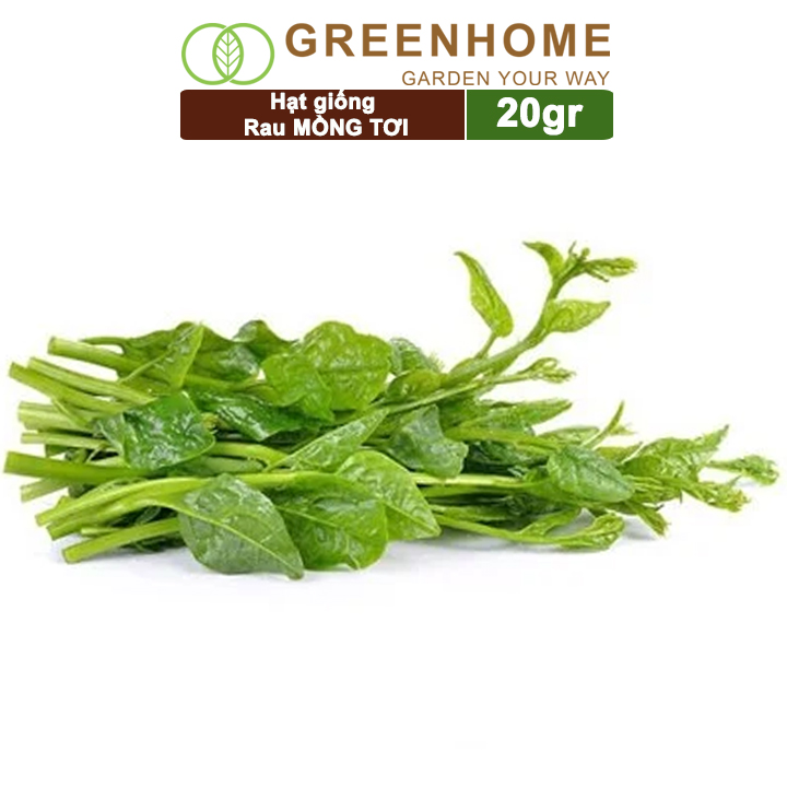 Hạt giống rau Mồng tơi, gói 20g, dễ trồng, thu hoạch nhanh R11 |Greenhome