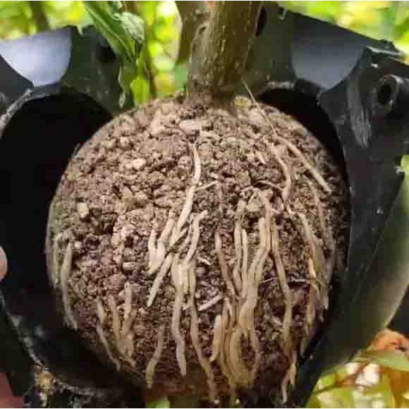 1 Bầu nhựa hộp chiết cành hỗ trợ chiết cành tạo rễ cực tốt bền hơn 4 năm