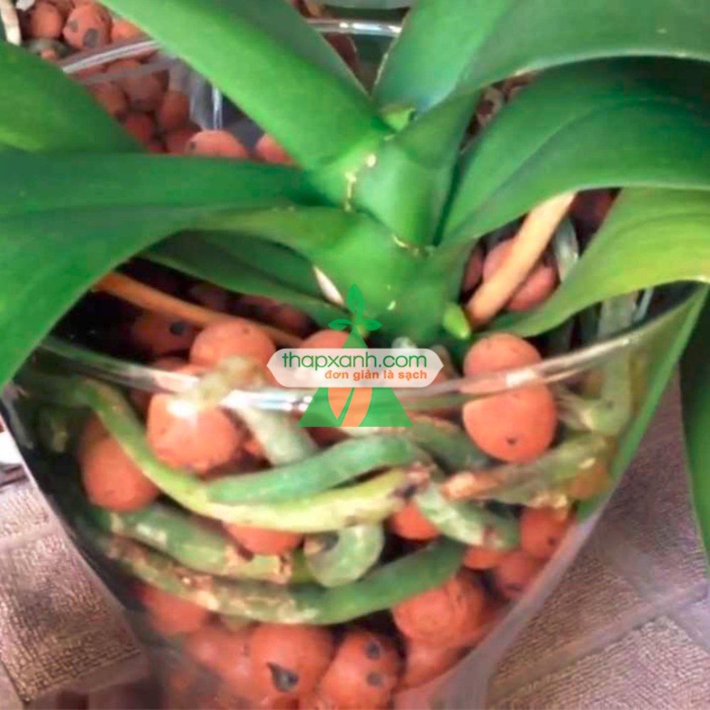 Уютные орхидеи. Правда ли что орхидея. Орхидея аллергенная. Основание корня орхидеи. Укладка грунта орхидее.