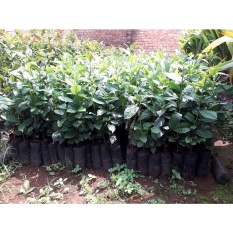 Cây Trà Xanh giống cao trên 35cm khỏe đẹp_trồng chậu, dùng nấu nước uống