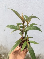 1 cây hoàn ngọc đỏ hỗ trợ chữa và phòng ngừa tiêu chảy, rất tốt cho hệ tiêu hoá cho người và các loại vật nuôi như thỏ /dê /bò /cá /heo