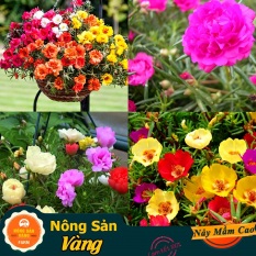 Hạt giống Hoa Mười Giờ Mỹ Kép Nhiều Màu ( Gói 100 hạt ) – Nông Sản Vàng