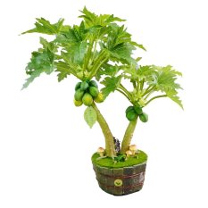 Cây đu đủ 2 thân Hoa 44 MINI 1081.M2 (Xanh lá)