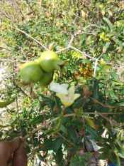 Cây Lựu trắng (Lựu bạch) trồng chậu (cửa hàng cây giống f1)