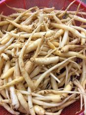 Đẳng Sâm Rừng Tây Bắc 1kg Loại Tươi