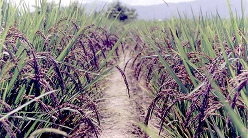 Gạo Nứt Đen Đất Việt chỉ có tại hà giang gạo lương thực hà giang